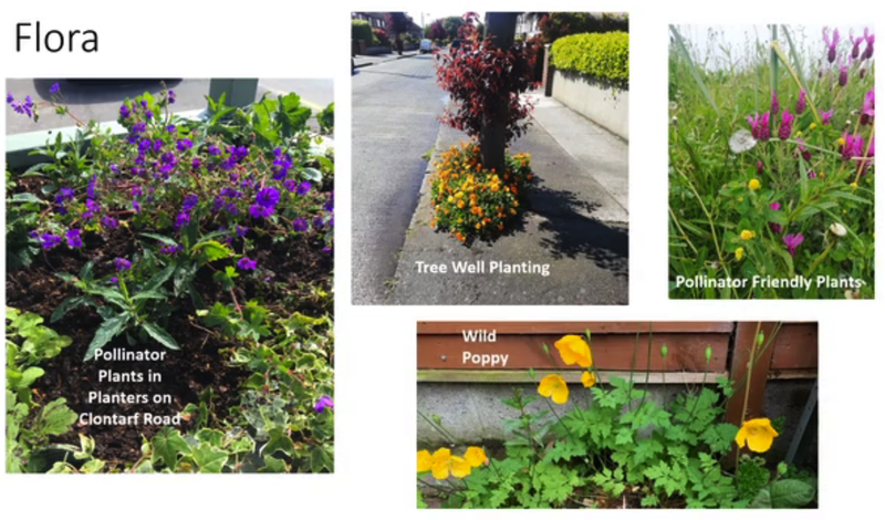 DCC Biodiversity Plan